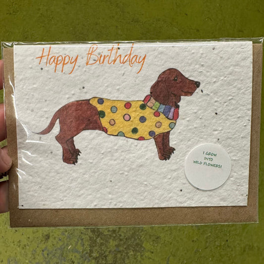 Seed Paper Greeting Card, Sausage Dog In A Jumper